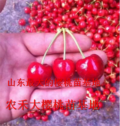 樱桃树苗_山东大樱桃苗_烟台大樱桃苗