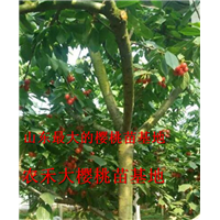 山东大樱桃苗_樱桃树苗_烟台大樱桃苗 