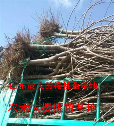 樱桃树苗_山东大樱桃苗_烟台大樱桃苗