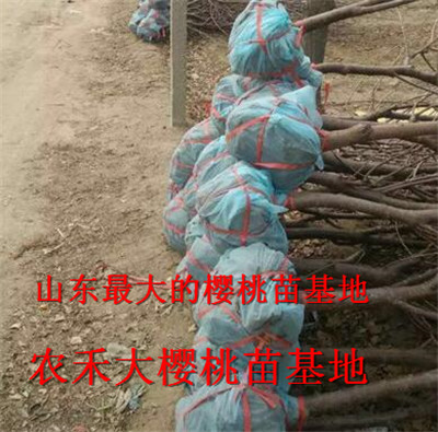 樱桃树苗_山东大樱桃苗_烟台大樱桃苗