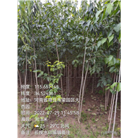 河南杜仲树苗