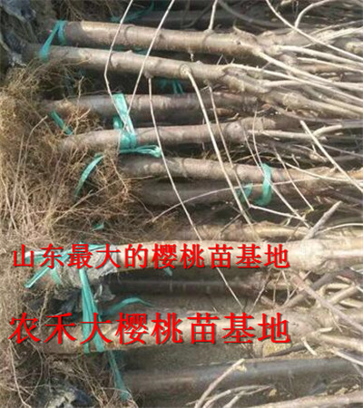 山东大樱桃苗_樱桃树苗_烟台大樱桃苗