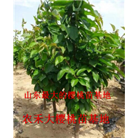 樱桃树苗_山东大樱桃苗_烟台大樱桃苗