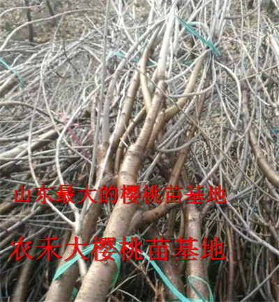 樱桃树苗_山东大樱桃苗_烟台大樱桃苗