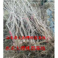 樱桃树苗_山东大樱桃苗_烟台大樱桃苗