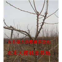 樱桃树苗_山东大樱桃苗_烟台大樱桃苗