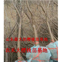樱桃树苗_山东大樱桃苗_烟台大樱桃苗