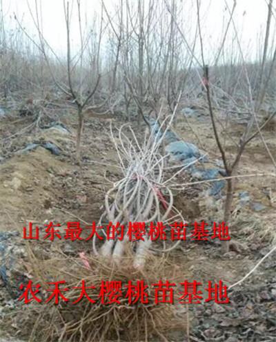 樱桃树苗_山东大樱桃苗_烟台大樱桃苗