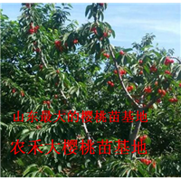 樱桃树苗_山东大樱桃苗_烟台大樱桃苗