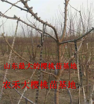 樱桃树苗_山东大樱桃苗_烟台大樱桃苗