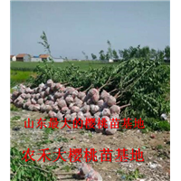 樱桃树苗_山东大樱桃苗_烟台大樱桃苗