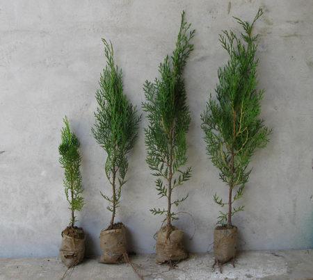 侧柏容器苗种植基地 