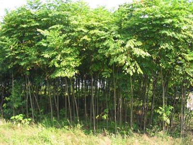 山西毛白杨树订购电话 