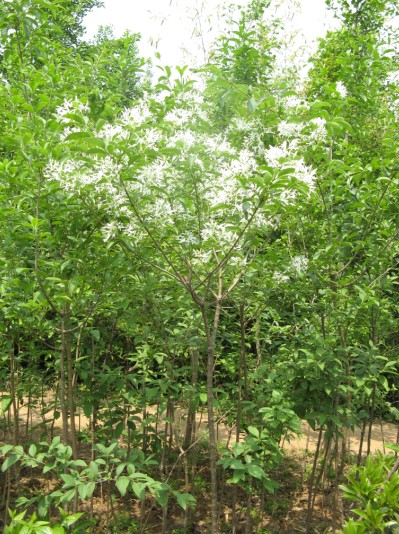 供应流苏种子，油根子--**发展潜力的珍稀花卉苗木树种 