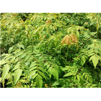 山西栾树小苗哪家好 