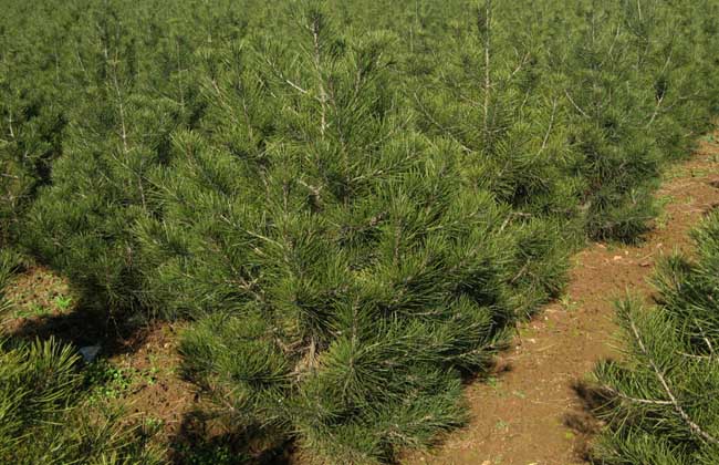 1米至3米白皮松定植苗
