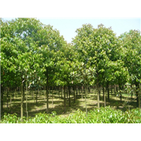 山西栾树种植 