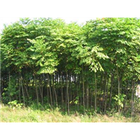 山西毛白杨树订购电话 
