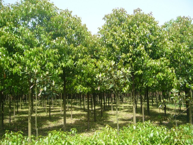 山西栾树种植 