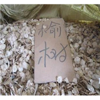 榆树种子