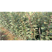 山楂苗种植基地 