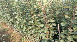 山楂苗种植基地 