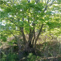 东北三省苗木@东北三省苗木价格