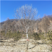 吉林九台紫叶稠李