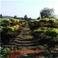 吉林金丝柳-长春金丝柳-九台金丝柳 