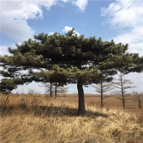 内蒙古苗木基地@东北三省苗木