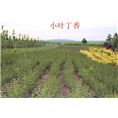 吉林小叶丁香*小叶丁香销售价格