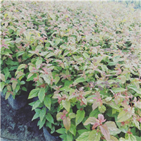 长春花灌木*长春花灌木基地