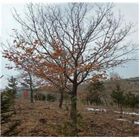 丛生蒙古栎种植基地