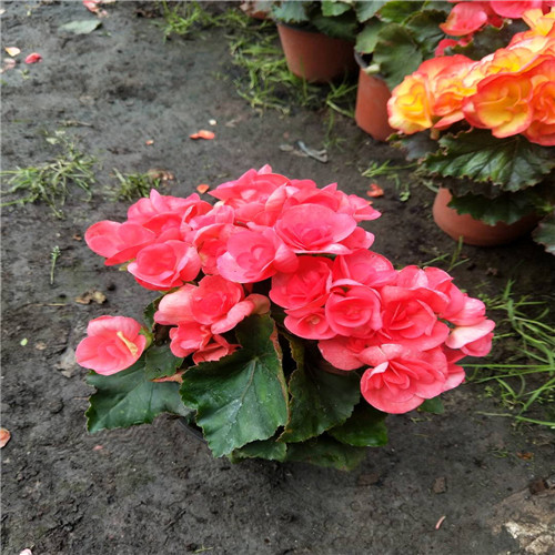 长春花卉价格