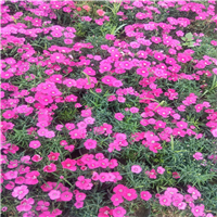 长春哪里有花卉基地