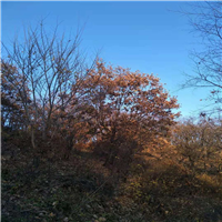 东北三省苗木%长春花灌木