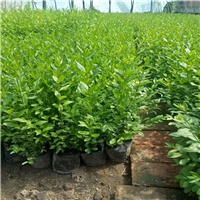 长春花灌木