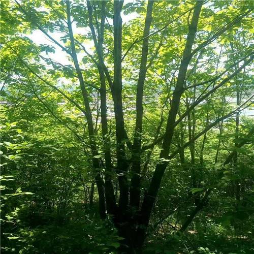 长春花灌木*长春花灌木价格