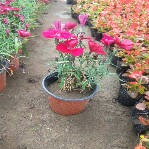 吉林花卉批发