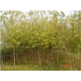 樘槭树苗销售！樘槭小苗供应-吉林 