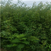 长春花灌木￥长春花灌木价格