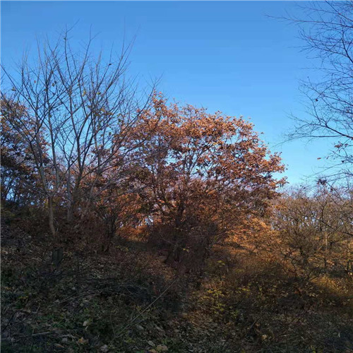 东北三省苗木%长春花灌木