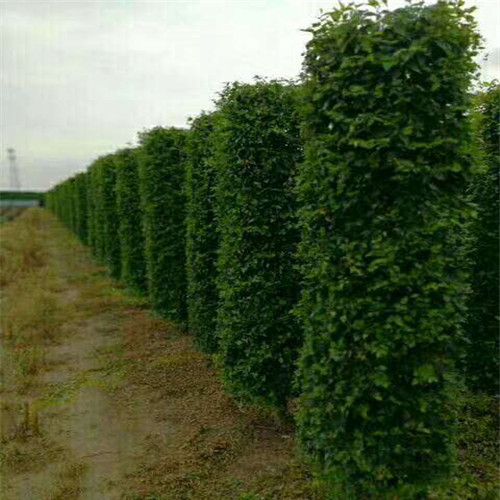 内蒙古苗木#东北三省苗木
