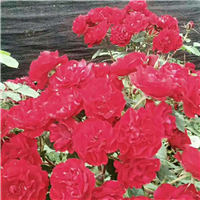 ~长春花灌木~长春花灌木基地