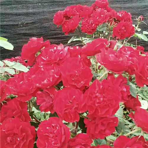 ~长春花灌木~长春花灌木基地
