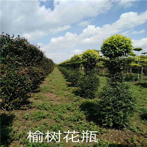 长春花灌木/东北亚乔木