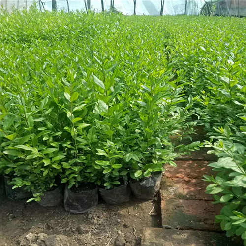 长春花灌木