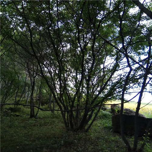 吉林山地树#长春花灌木