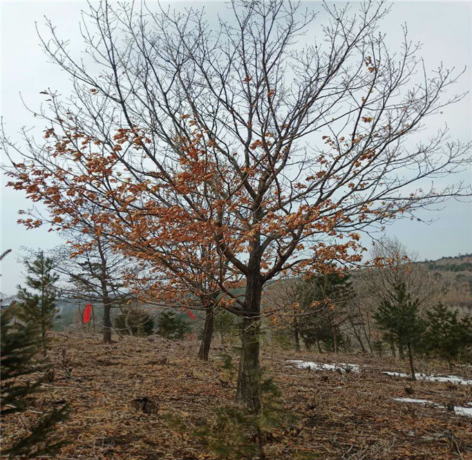 丛生蒙古栎种植基地
