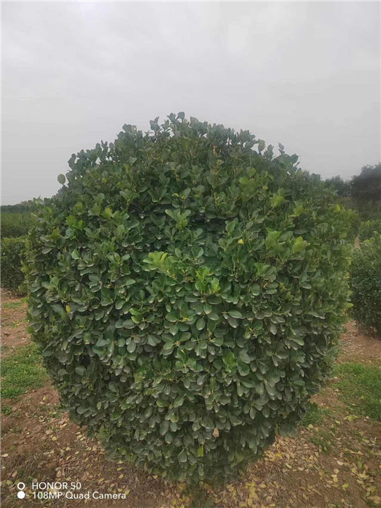 河南洛阳大叶黄杨球